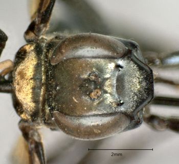 Media type: image;   Entomology 26191 Aspect: head frontal view
